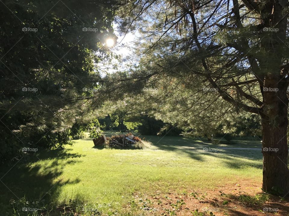 Sun flare on the lawn