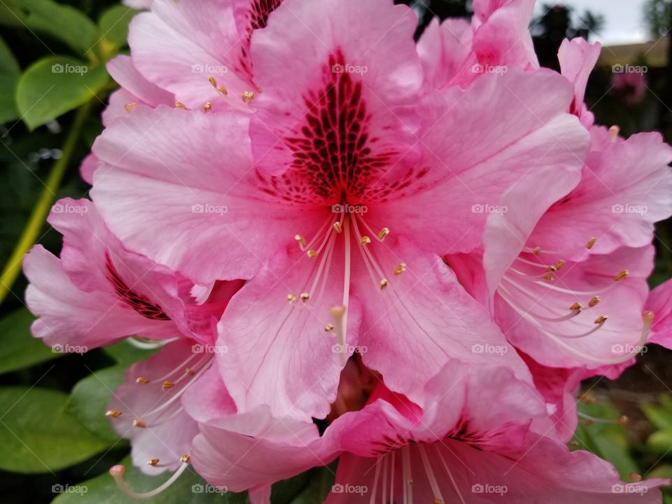 pink rhody