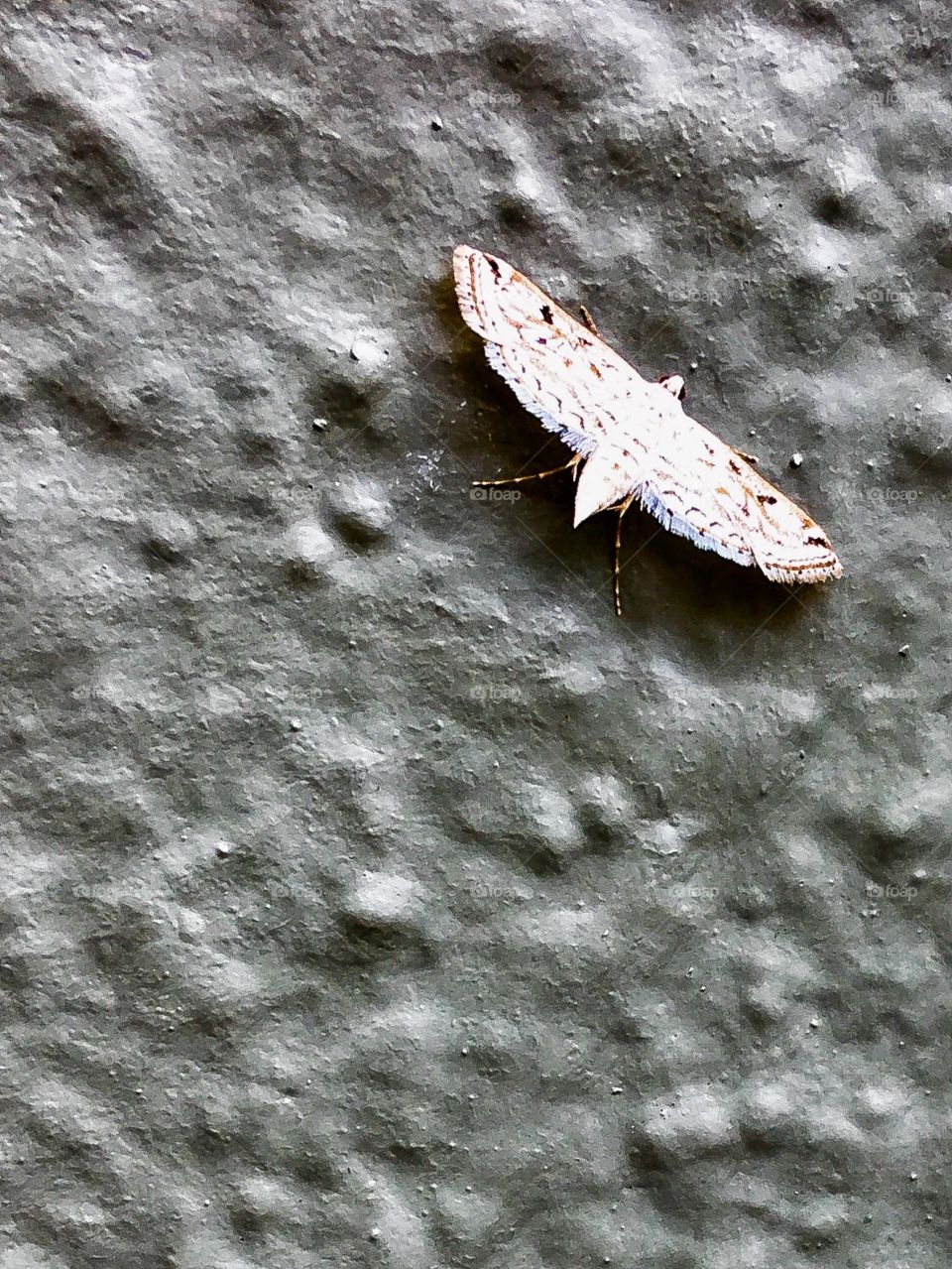 Perfect design for flight.