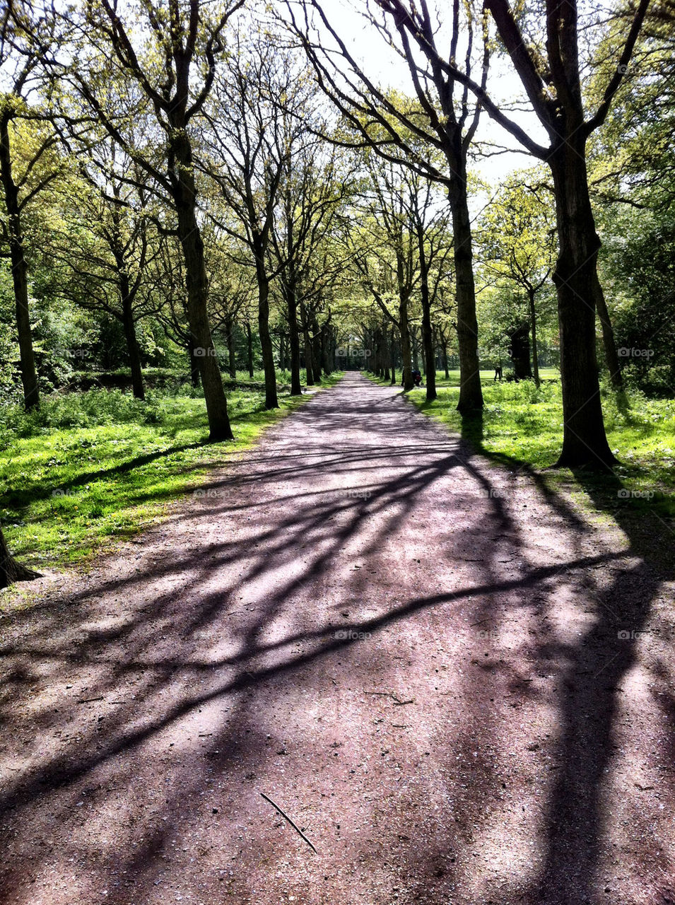 Empty road in park