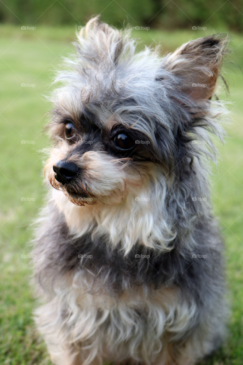 Cute Yorkie Dog