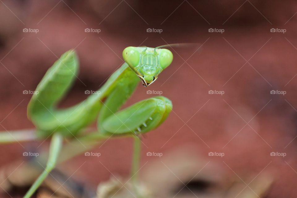 Beautiful green Praying Mantis