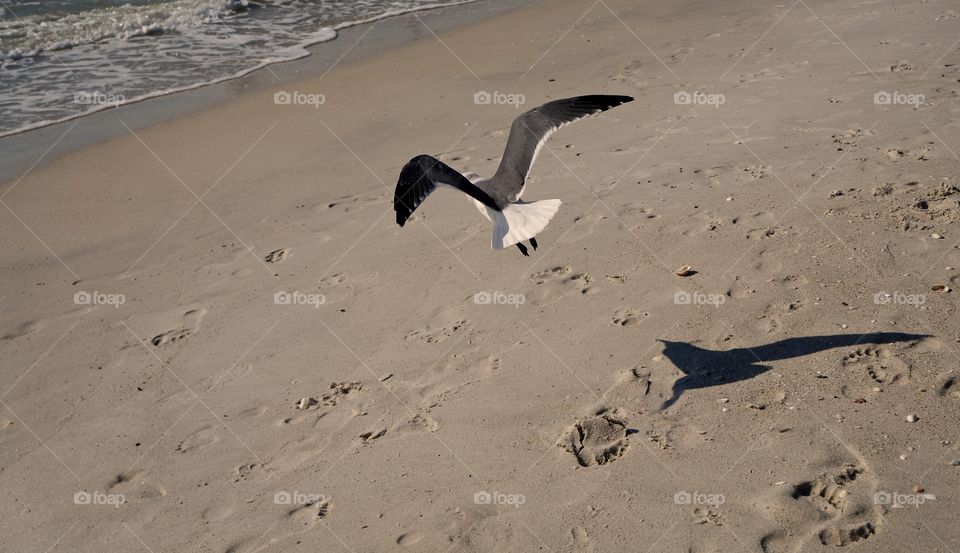 Florida trip seagulls 