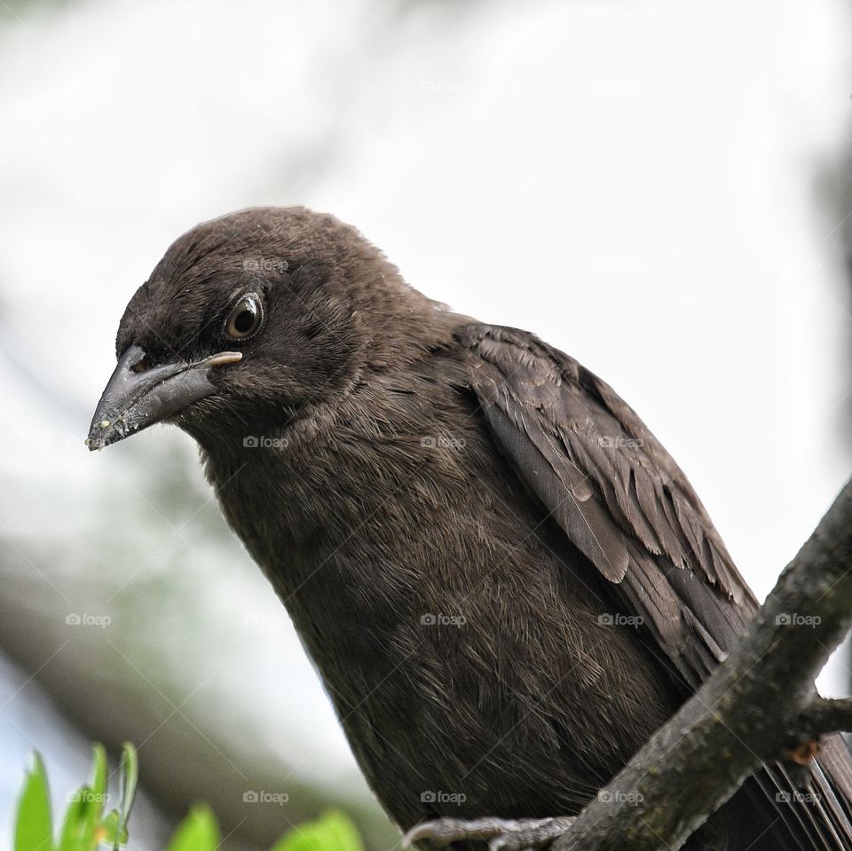 Young common Grackle 