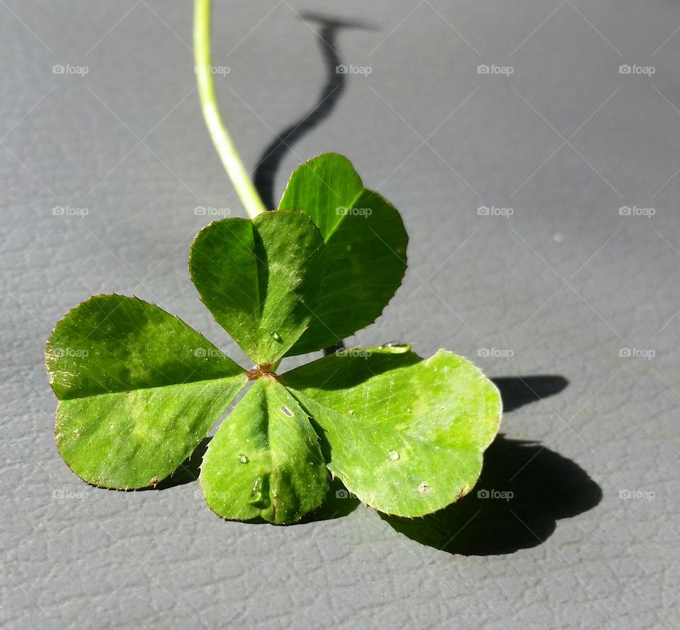 Five-leaf Clover. found a clover with five leaves