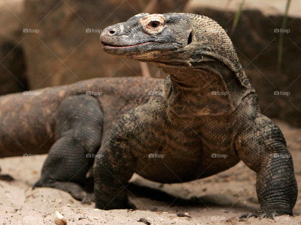Ancient Komodo dragons from Indonesia