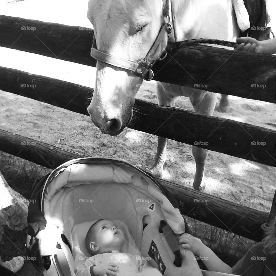 The Horse And The Baby