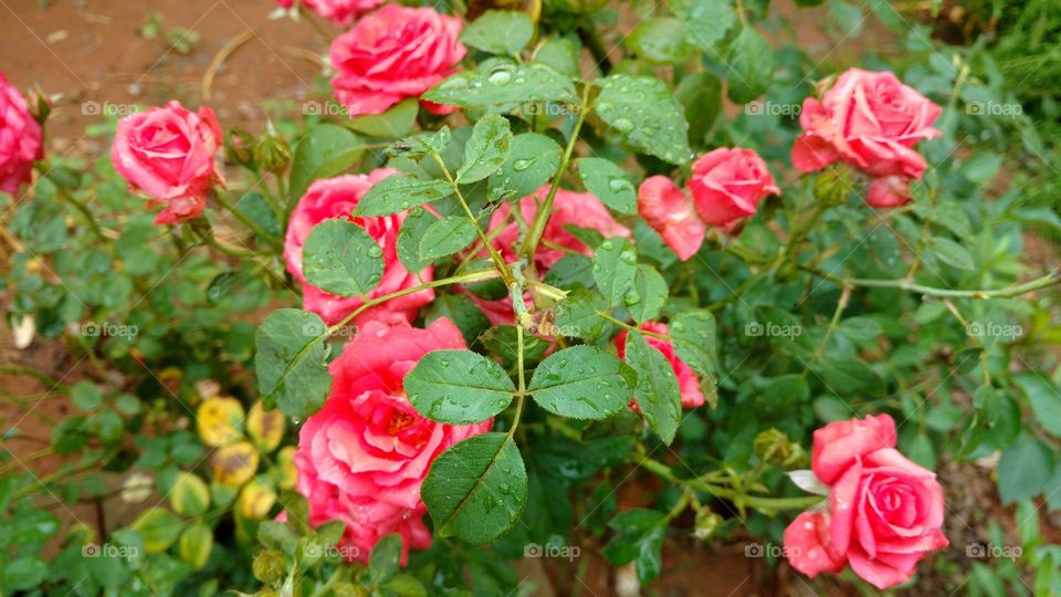 Muitas rosas simples existem em meio às plantas de nosso ecossistema.
