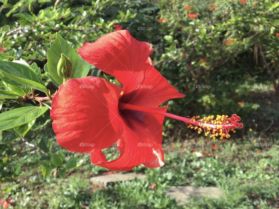 Red blooming flower of Hibiscus 