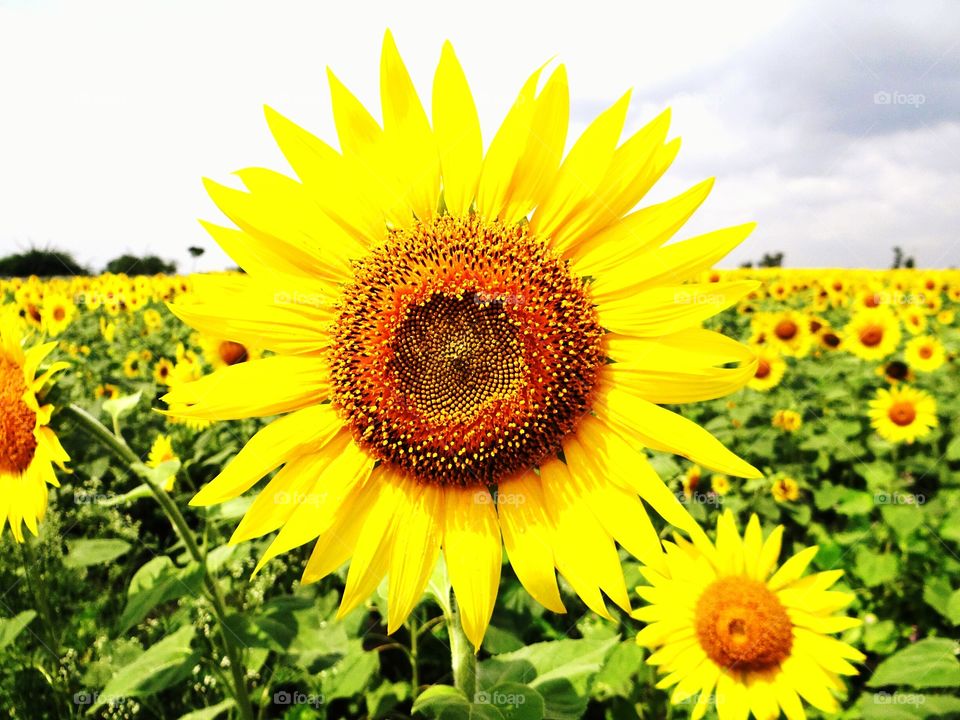 Sunflower