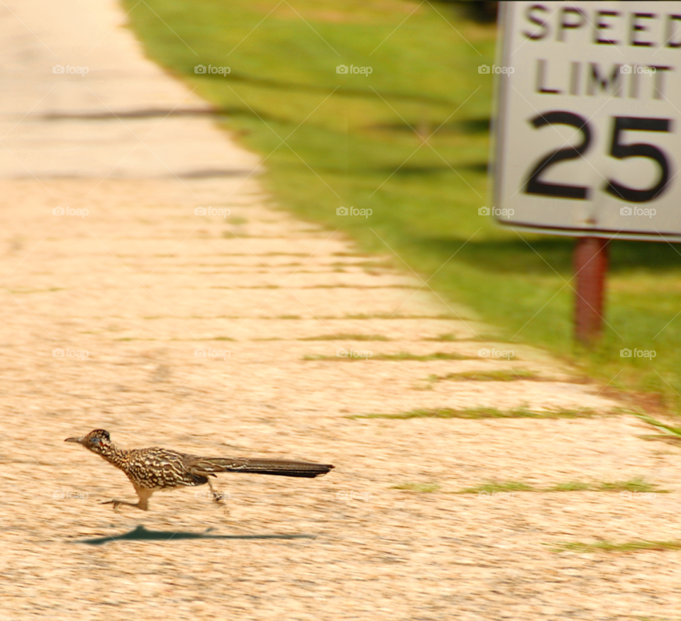 speeding roadrunner road runner fast bird by lightanddrawing