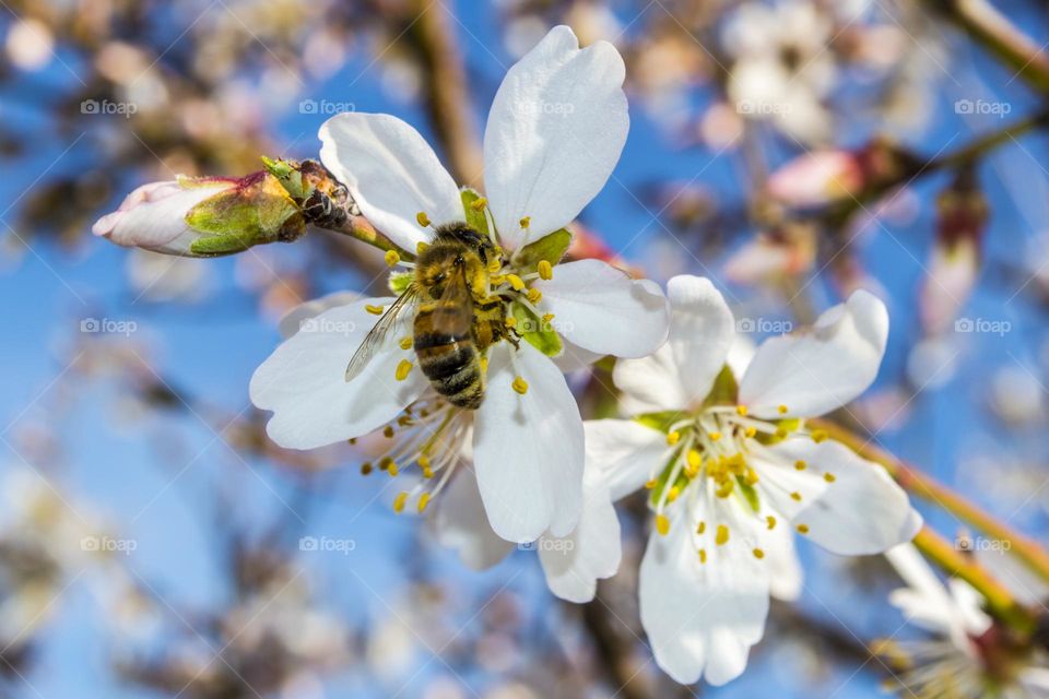 Colors of spring.