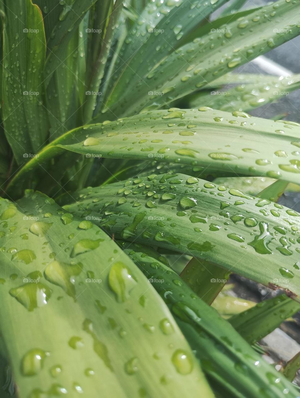 leaves and drops, after the rain