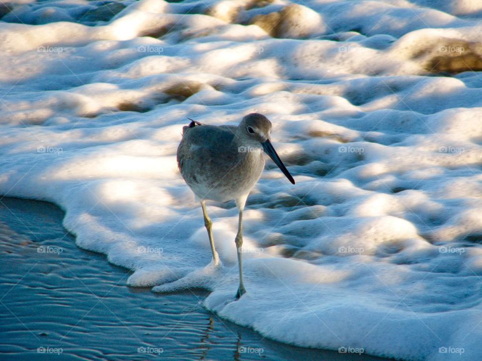 Bird braving the waves