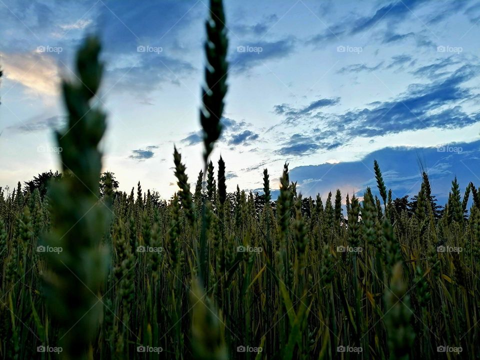 🌿☘️❤ România