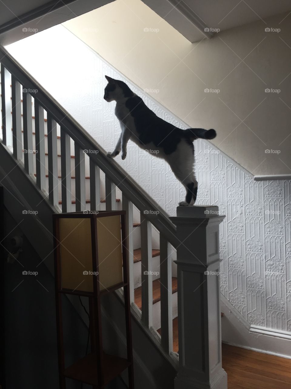 Acrobatic kitty