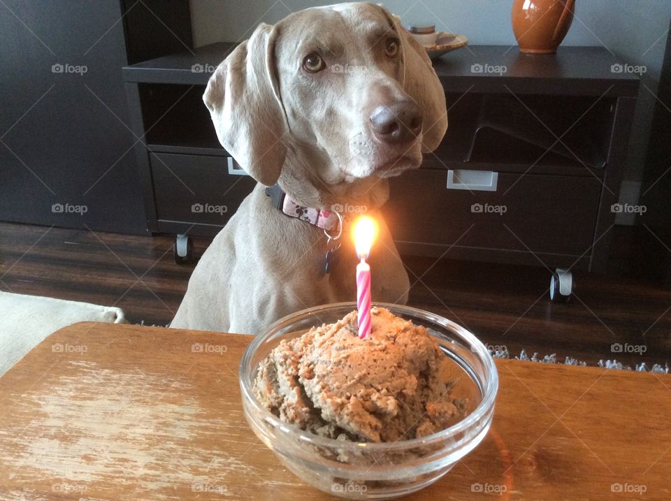 Happy Birthday puppy!. She waited for me to blow out the candle before she dove into her birthday treat!