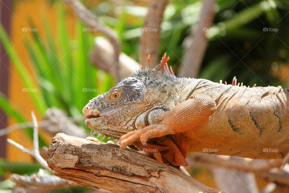 wild Iguana