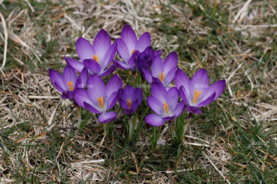 Crocus