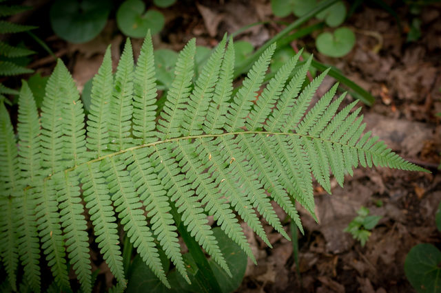 Green leaf background, beautiful nature 