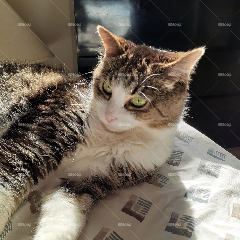 Lilly my tabby cat is laying on the bed and soaking up some sunrays. She is looking off to the side.