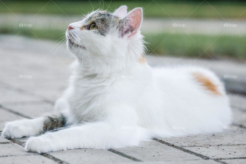 A White domestic cat 