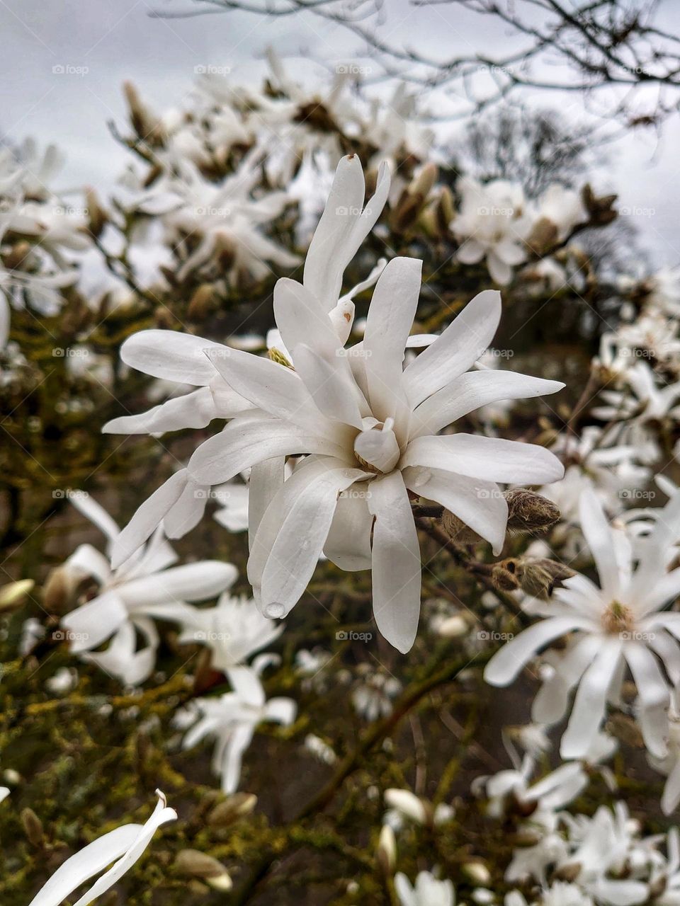 Magnolia