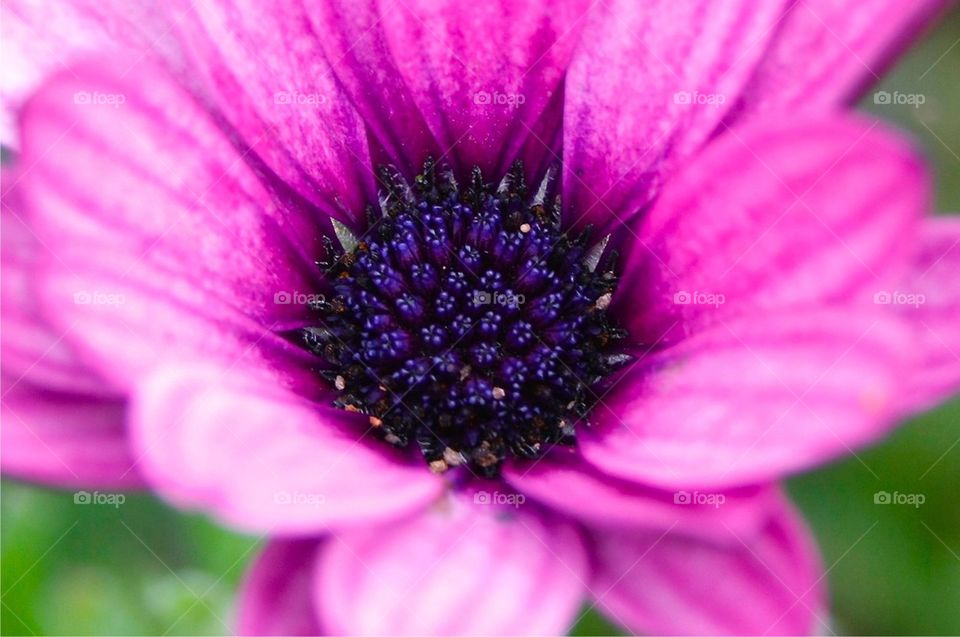 Overhead view of purple flower