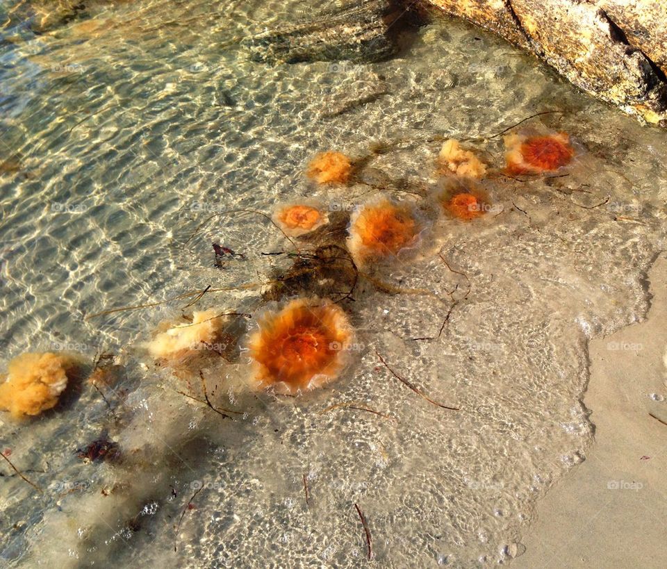 Jellyfish in water