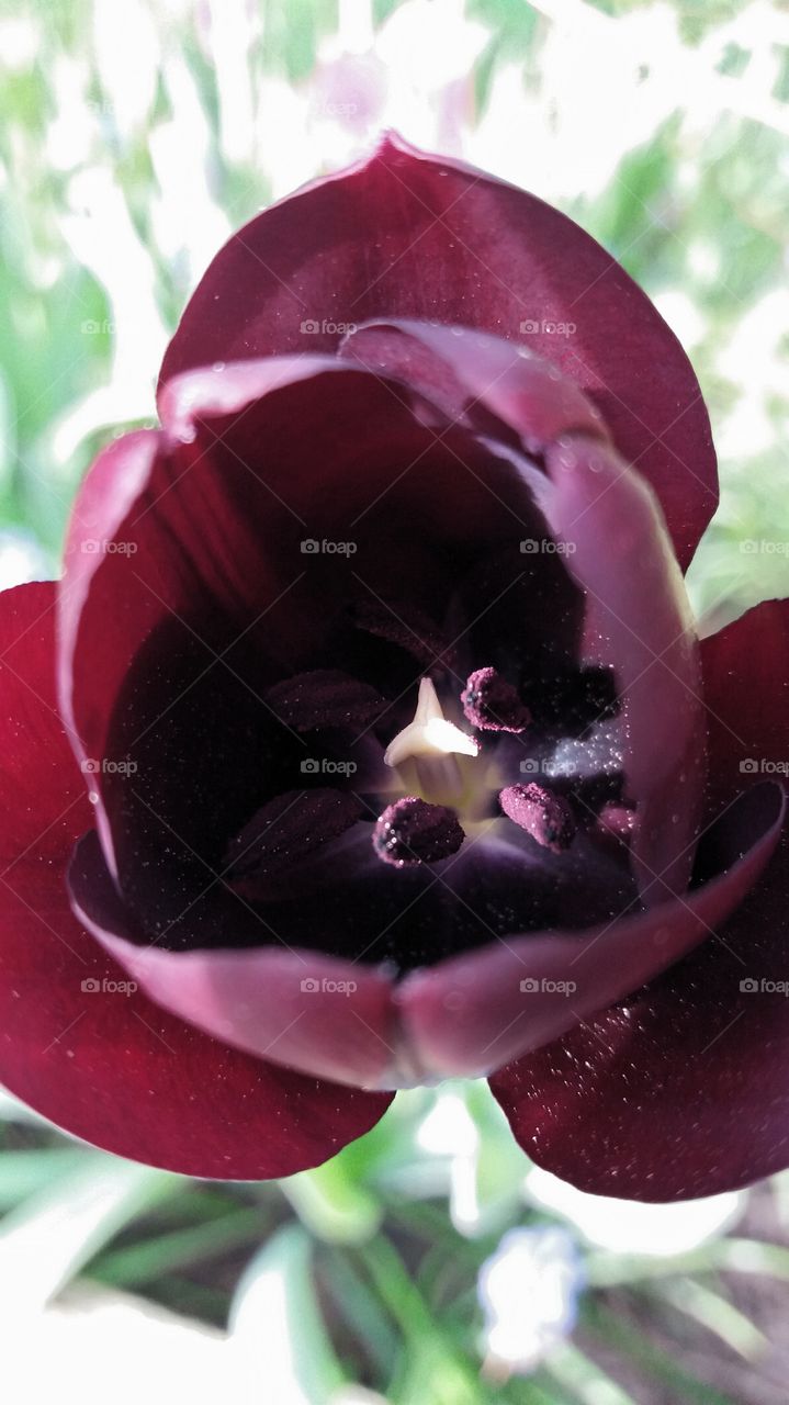 tulip intense closeup