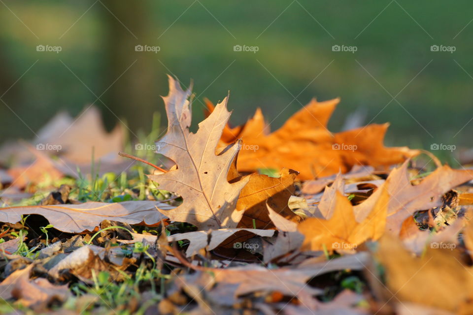 Dry fall leaves