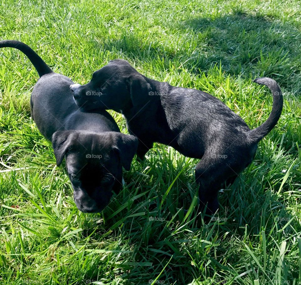 Two Puppies Playing