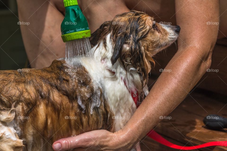 Horizontal closeup profile photo of the face, back and chest of a Shetland sheepdog being bathed with a green hose sprayer