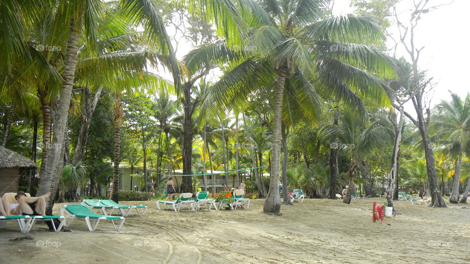 Palm Trees Dominican 