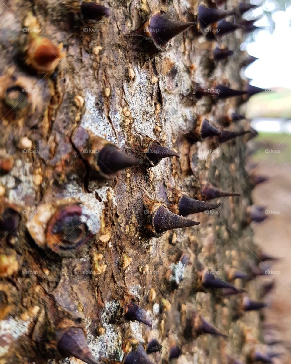 Thorns on tree trunk
