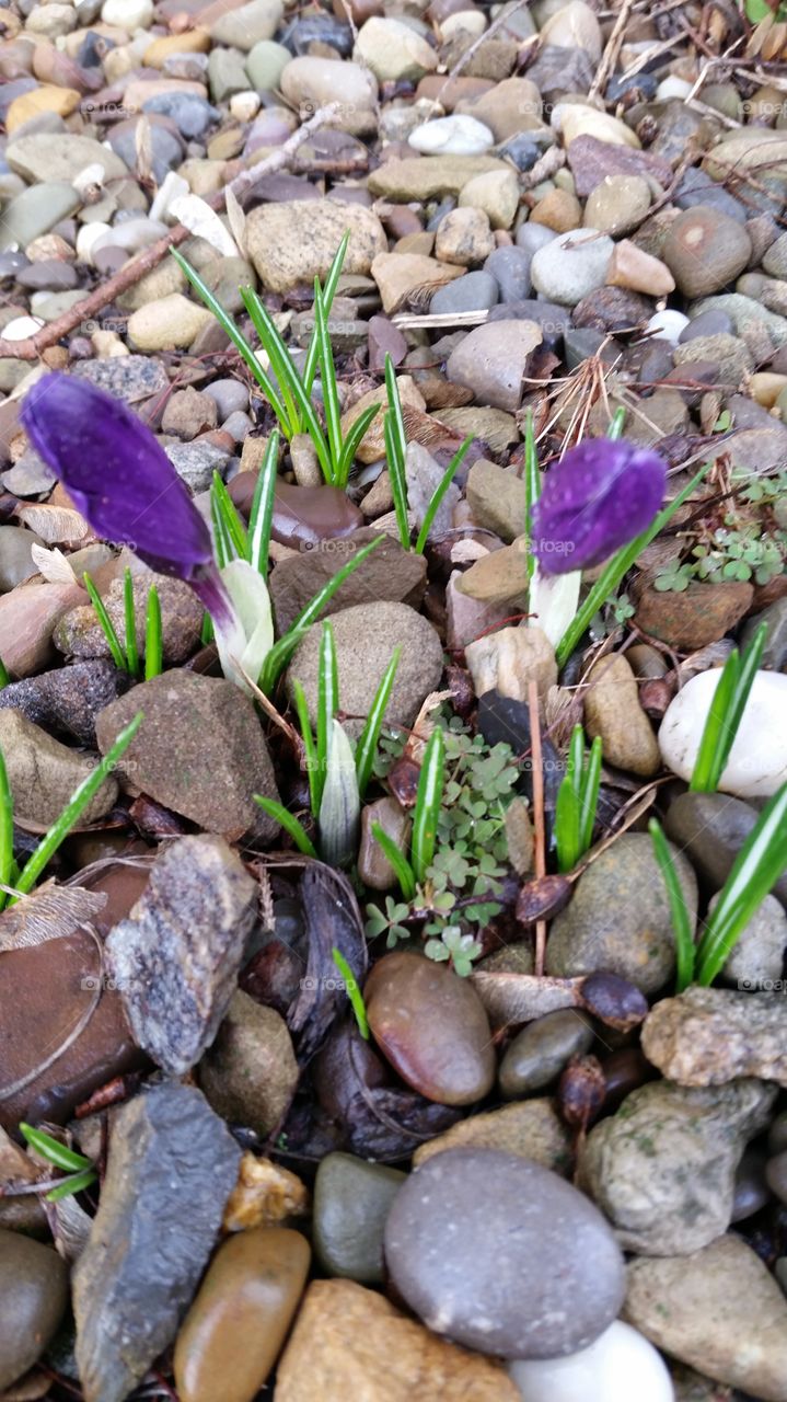 Signs of Spring 201