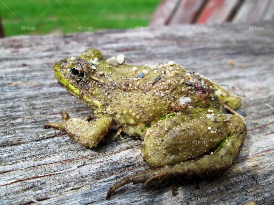 A froggy that was nice enough to pose for a picture :)