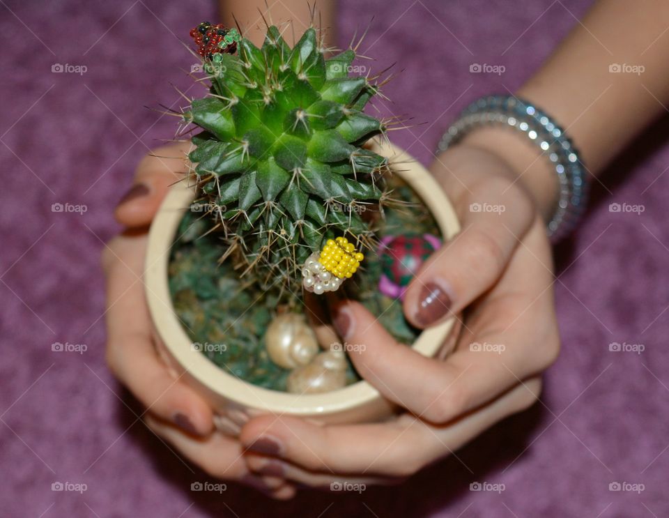 cactus flower house plants in the pot in hands