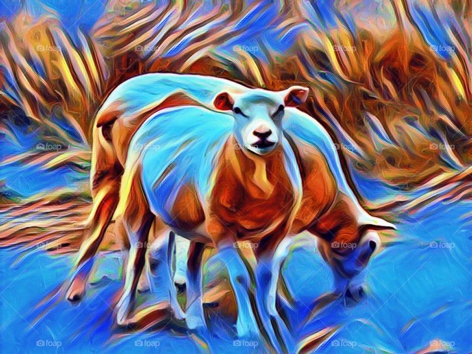 sheepish  sheep in Wales