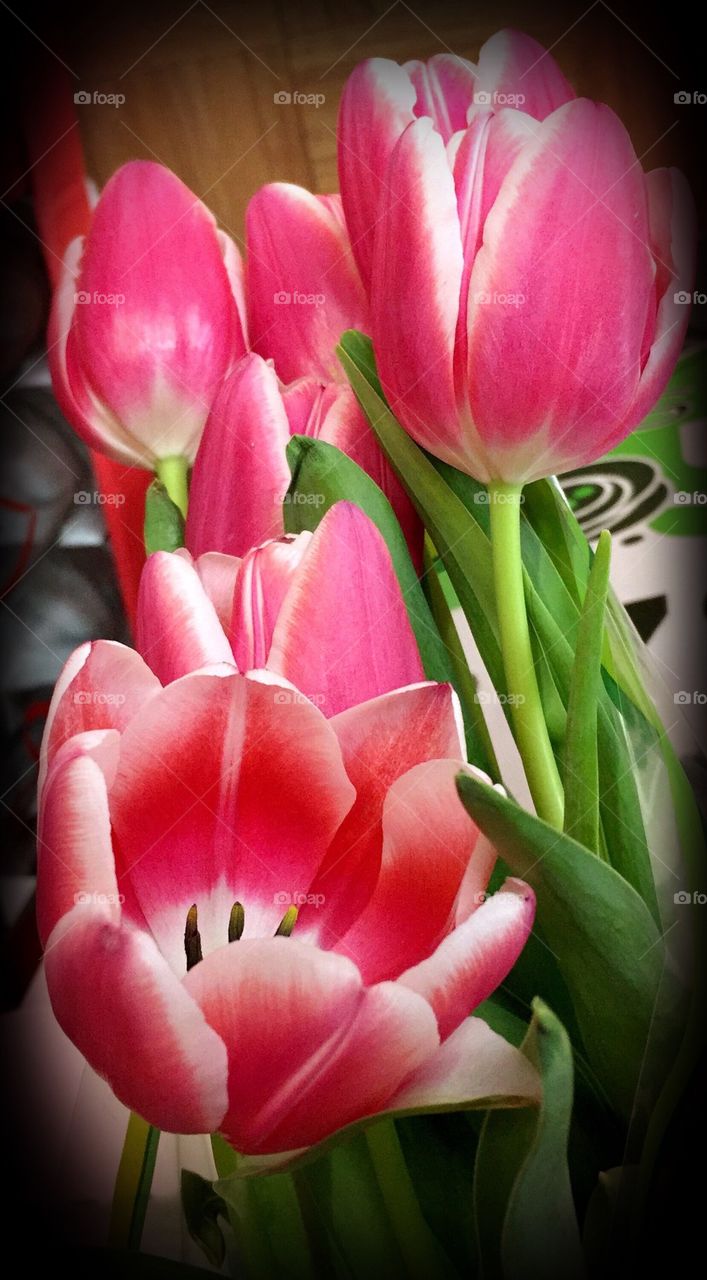 Spring tulips