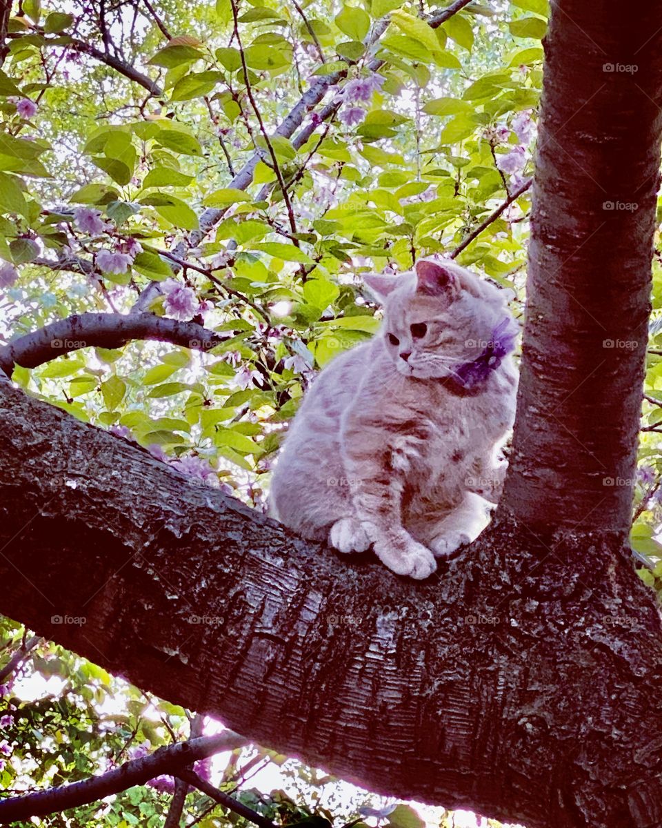 Lovely cat on the top of the tree looking, surrounded with beautiful cherry blossoms. Spring time. 