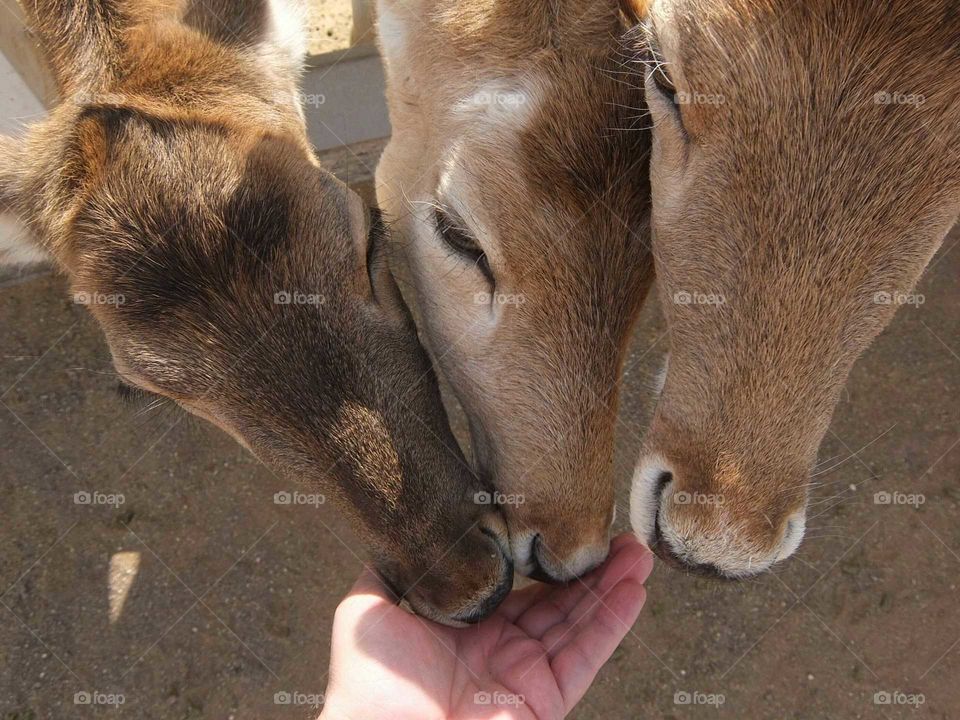 Hungry deer