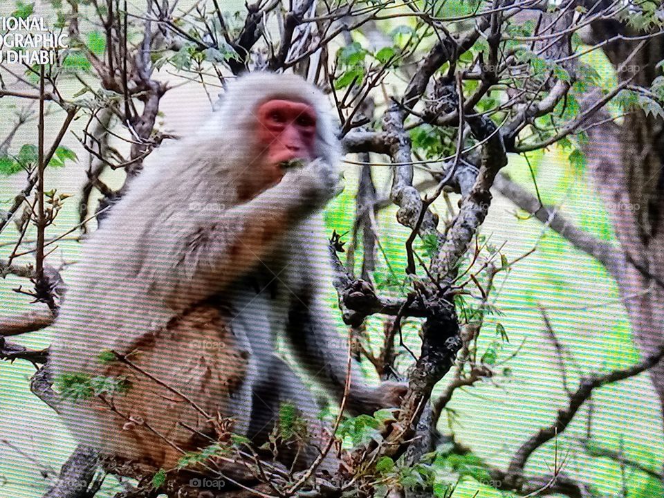 monkey on tree branch