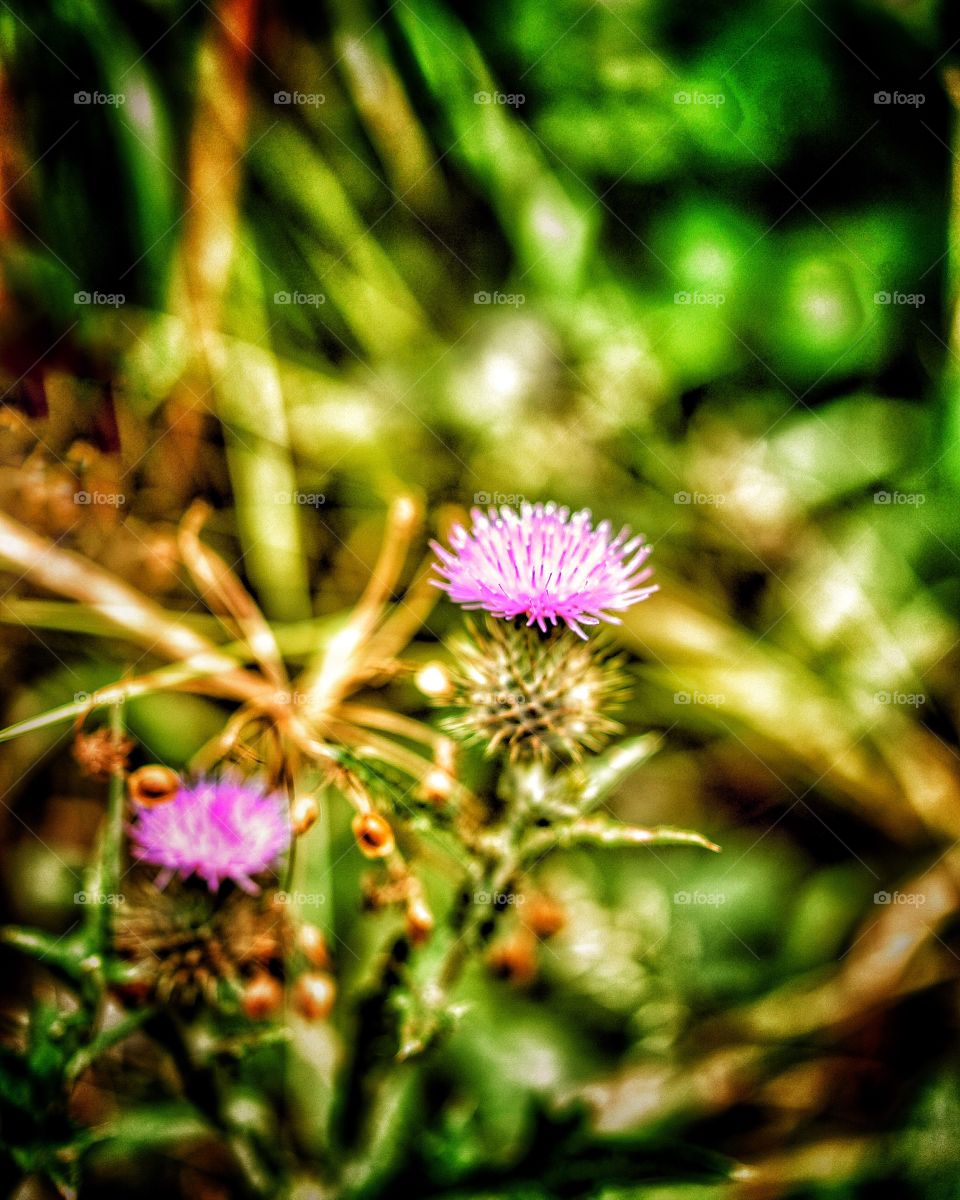 Thistle