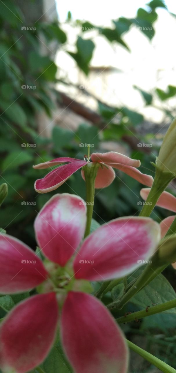 Flower in the ending of summer