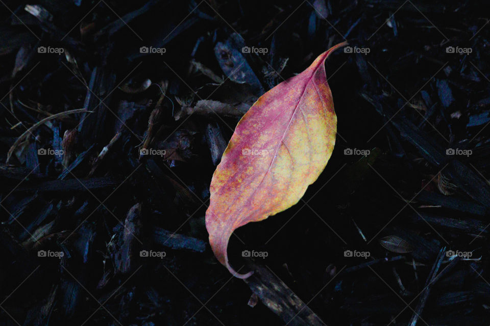red and yellow leaf