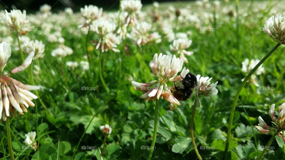 Bee on clover flower