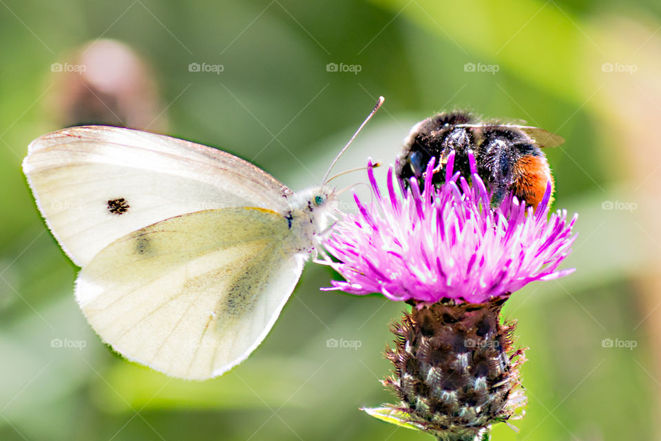 Nature's wildlife sharing.