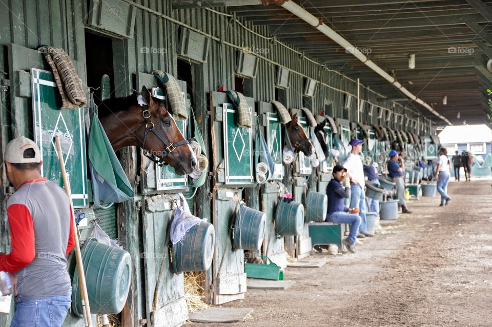 Bill Mott Stables.  Shed row at Horse Haven Saratoga with top racehorses from the Bill Mott stables. Stable hands are busy on opening day. 