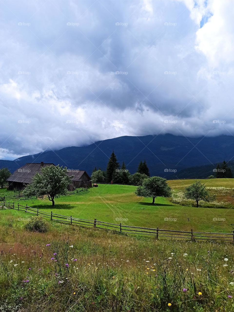 Your favourite travel destination
My beloved Carpathians. Green flower meadows. Cows with bells around their necks. Unforgettable trip across Ukraine. Mountains Dragobrat. Magnificent nature.